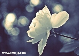 QQ图片20141124231411